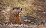 Groundhog looking forward